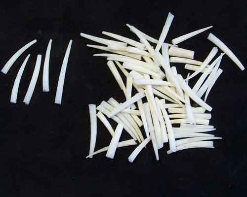 Dentalium ridged 1 inch