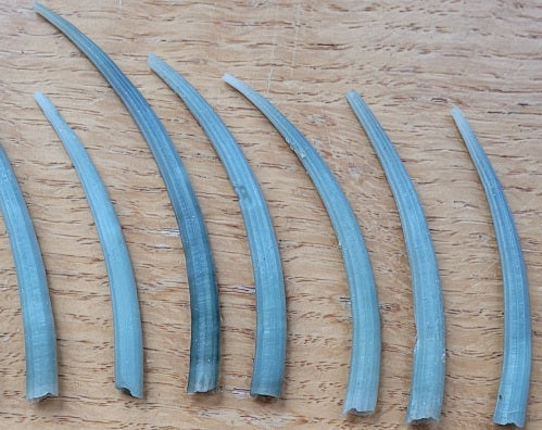 Dentalium aprinum